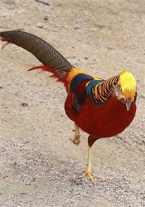 Are Golden Pheasants Kept As Farm Animals